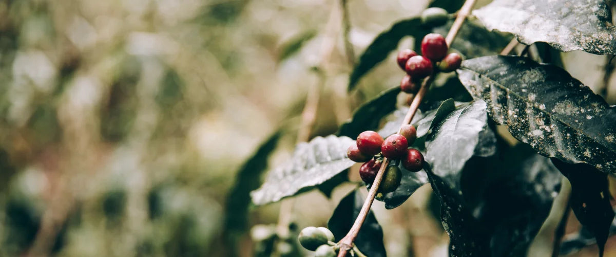 Red Fruits on Tree | Reinfink®