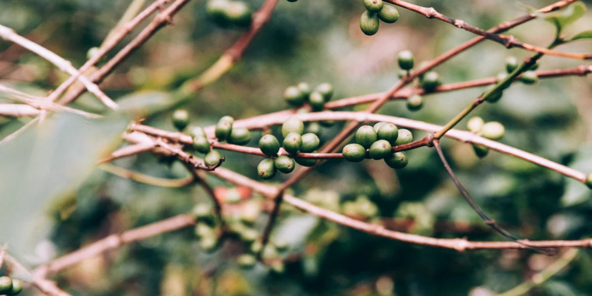 Green Fruit on Tree | Reinfink®
