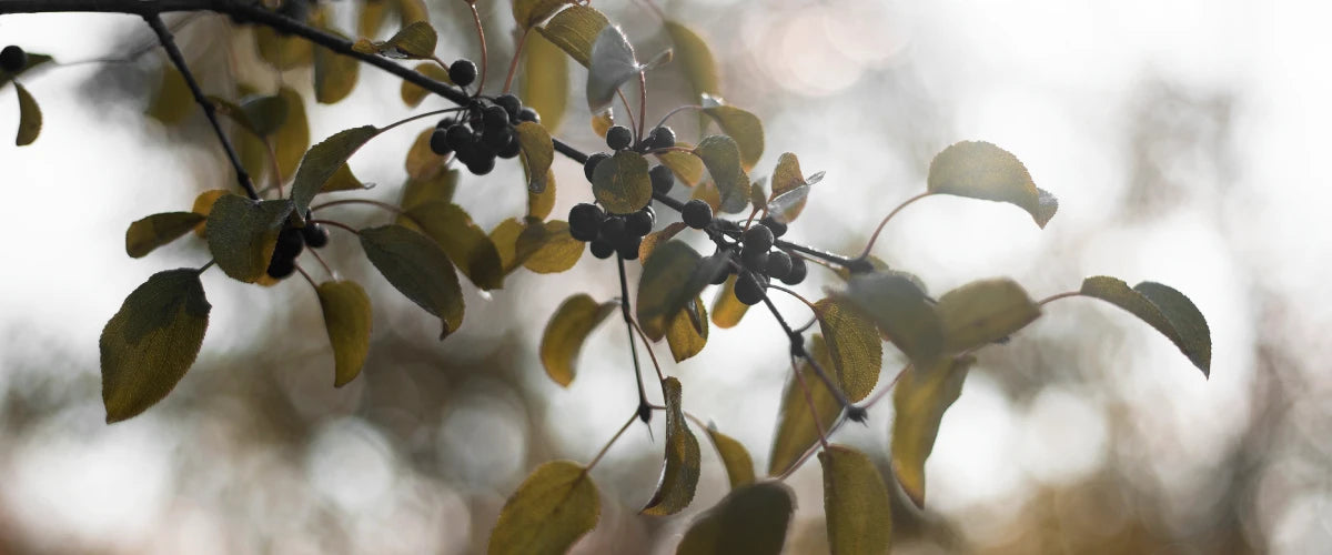 Berry Tree | Reinfink®