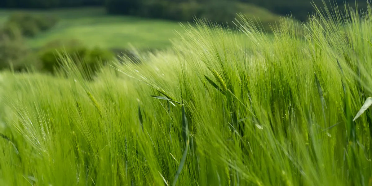 Grass Home | Reinfink®